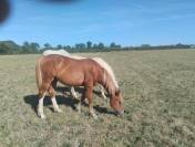 Poulain 16mois par champagne pfs
