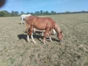 Poulain 16mois par champagne pfs