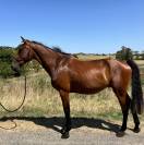 À vendre – AKD Chicane  Hongre irlandais – 4 ans –