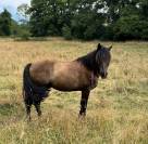  Lirio - Cheval à vendre noir pangaré