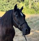  Lirio - Cheval à vendre noir pangaré