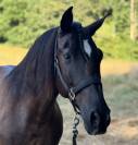  Lirio - Cheval à vendre noir pangaré