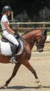 Ponette de dressage 6 ans