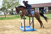 Ponette de dressage 6 ans