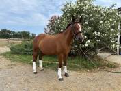 Ponette de dressage 6 ans
