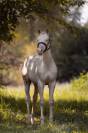Poulain quarter horse cremello