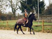 Jument SF 11 ans 1m60 pour sport et loisirs 