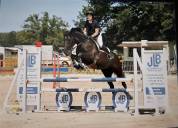 Jument SF 11 ans 1m60 pour sport et loisirs 