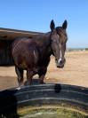Jument Paint Horse 7 ans 