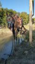 Jument Paint Horse 7 ans 