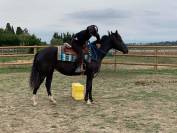 Jument Paint Horse 7 ans 