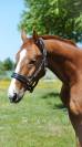 Cheval Selle Français 7 ans