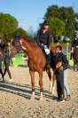 Cheval Selle Français 7 ans