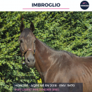 IMBROGLIO -AQPS - 7 ANS