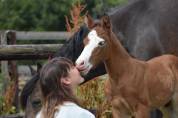 Colt French Saddle Pony For sale 2024 Bay