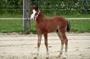 Colt French Saddle Pony For sale 2024 Bay