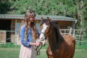 Colt French Saddle Pony For sale 2024 Bay