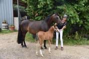 Colt French Saddle Pony For sale 2024 Bay