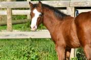 Colt French Saddle Pony For sale 2024 Bay