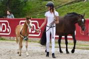 Colt French Saddle Pony For sale 2024 Bay