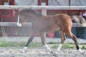 Colt French Saddle Pony For sale 2024 Bay