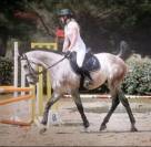 Cheval a vendre