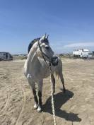Cheval a vendre