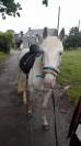 Poney étalon  de 4 ans 