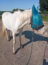 Poney étalon  de 4 ans 