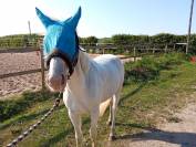 Poney étalon  de 4 ans 