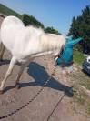 Poney étalon  de 4 ans 