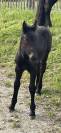 Pouliche percheron 2 ans