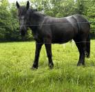 Pouliche percheron 2 ans