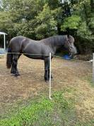 Pouliche percheron 2 ans
