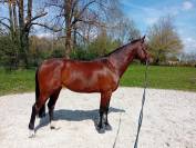 TOP Jument cso Children / amateur Elite