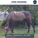 PINK PROMISE - PS - 5 ANS