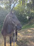 Jument 10 ans à vendre 