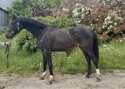 pouliche 2 ans Conte bellini