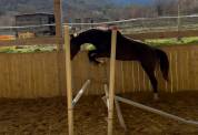 pouliche 2 ans Conte bellini