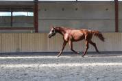 Poulain 2 ans