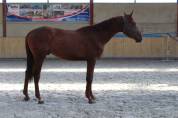 Poulain 2 ans