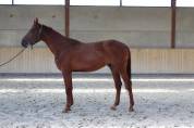 Poulain 2 ans