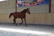 Poulain 2 ans