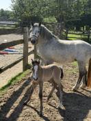 Pouliche Welsh PB par Greatstar Embet Tilia