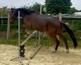 Cheval d’avenir