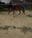Cheval d’avenir