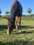 Cheval d’avenir