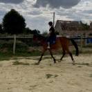 Cheval d’avenir