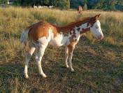 Pouliche Paint Horse 