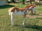 Pouliche Paint Horse 
